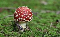 Fly agaric (Amanita muscaria)